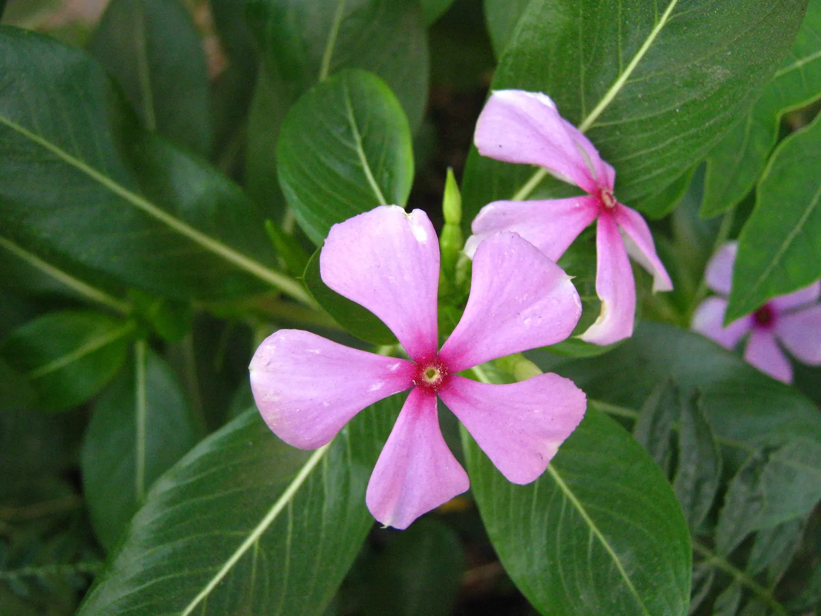Vinca Rosea, Madagascar Periwinkle (Catharanthus Roseus) — bringing life and color to their garden space; multi-colored and pink and white flowers, image 107