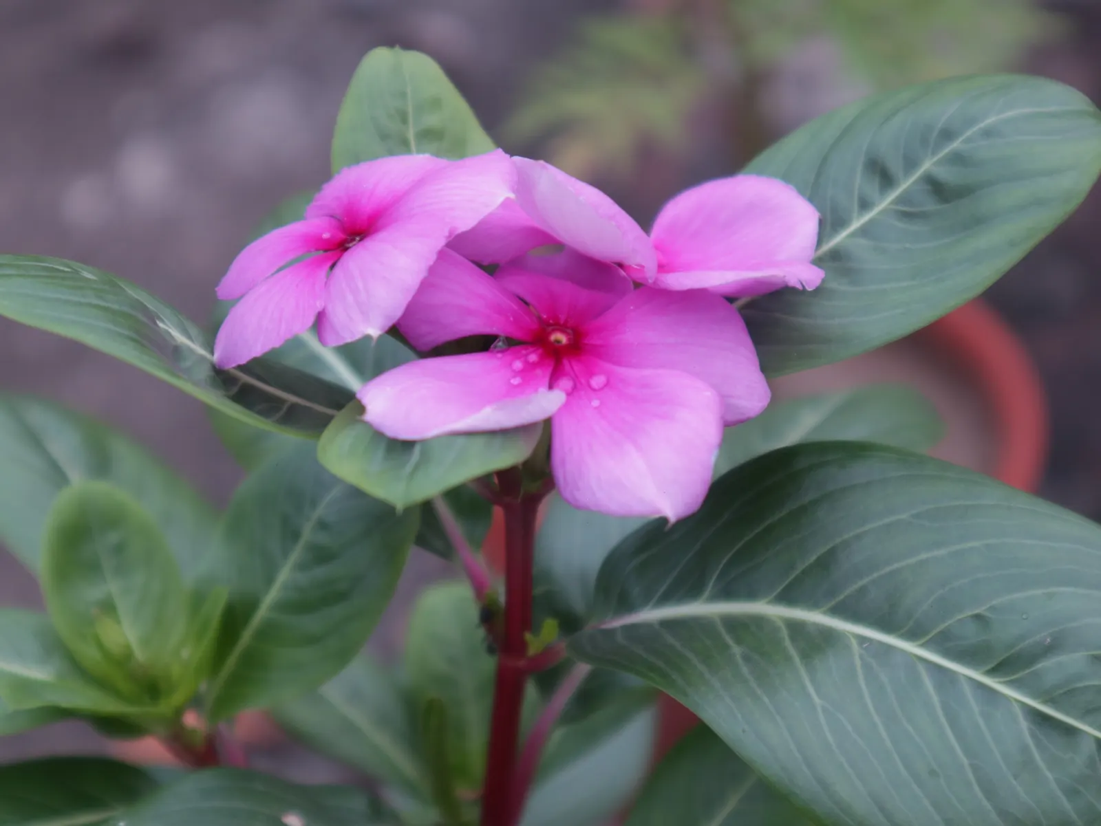 Vinca Rosea, Madagascar Periwinkle (Catharanthus Roseus) — green leaves and charming five-petaled flowers in shades of pink