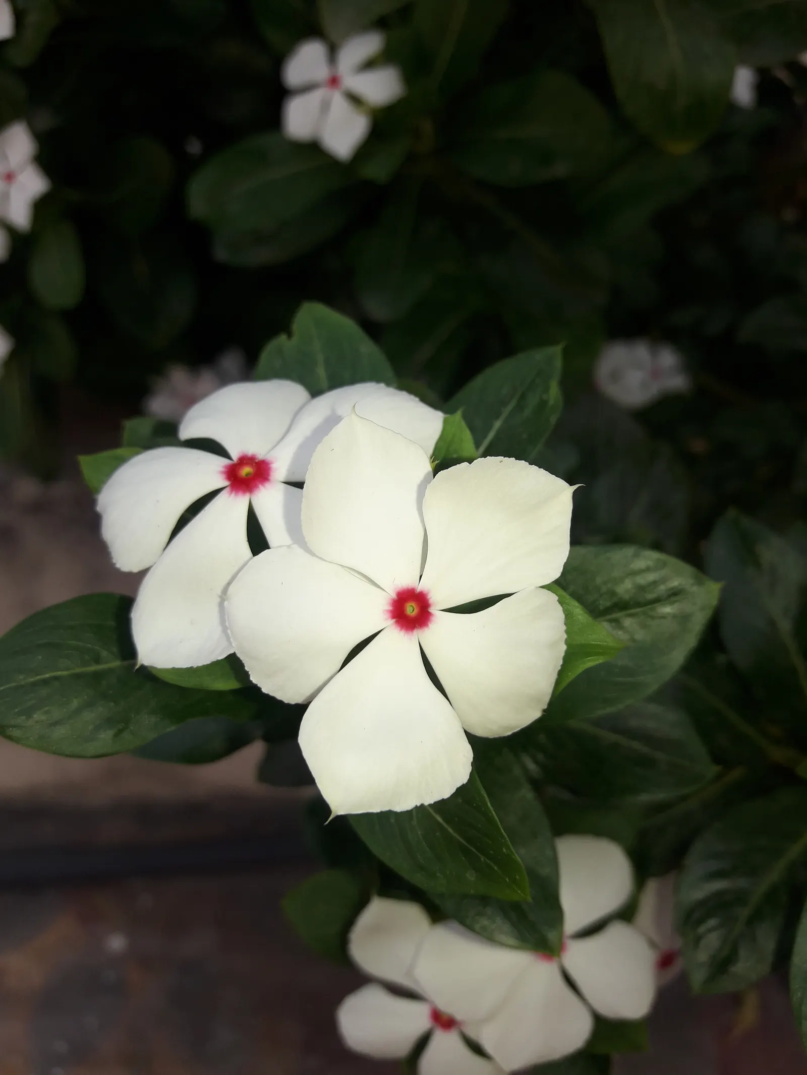 Vinca Rosea, Madagascar Periwinkle (Catharanthus Roseus) — also known as Catharanthus roseus or Madagascar Periwinkle