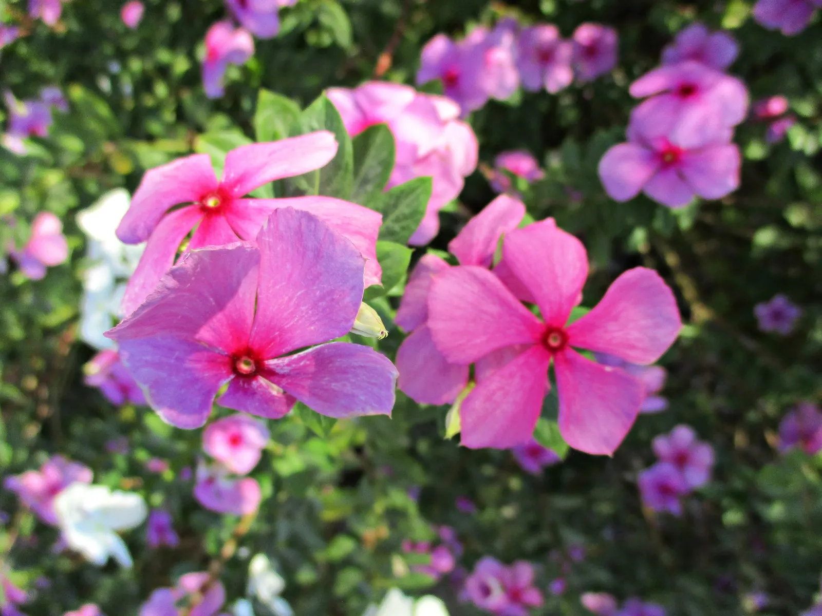 Vinca Rosea, Madagascar Periwinkle (Catharanthus Roseus) — offering continuous blooms in warm climates; often with a contrasting eye