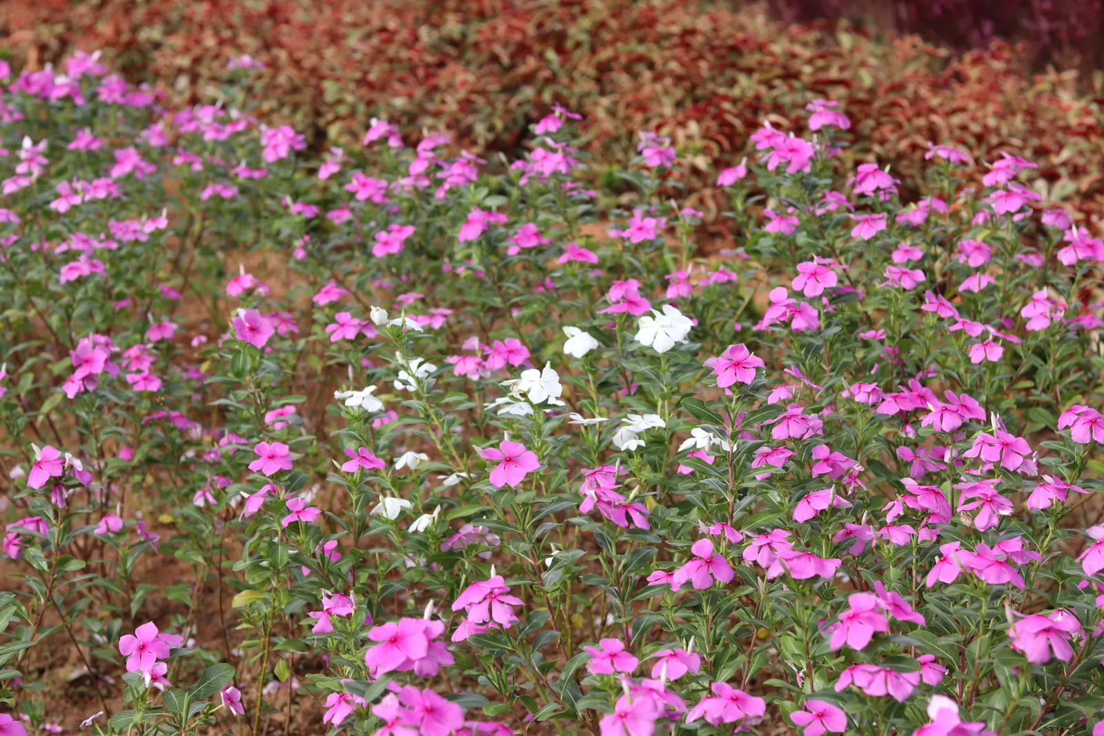Vinca Rosea, Madagascar Periwinkle (Catharanthus Roseus) — making it a low-maintenance option for a variety of settings; it's drought-resistant once established