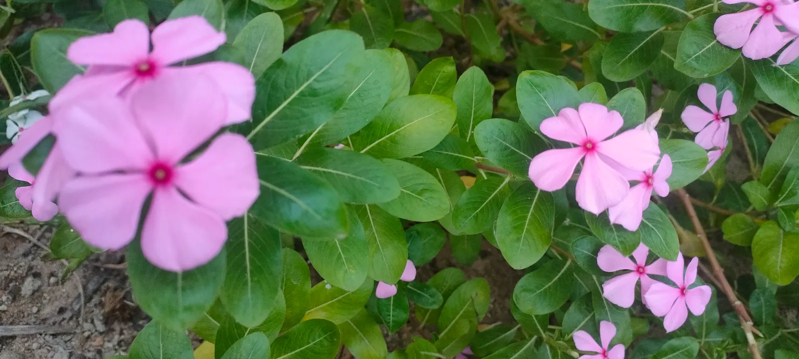 Vinca Rosea, Madagascar Periwinkle (Catharanthus Roseus) — commonly known as Vinca Rosea or Madagascar Periwinkle; typically reaching a mature, image 52