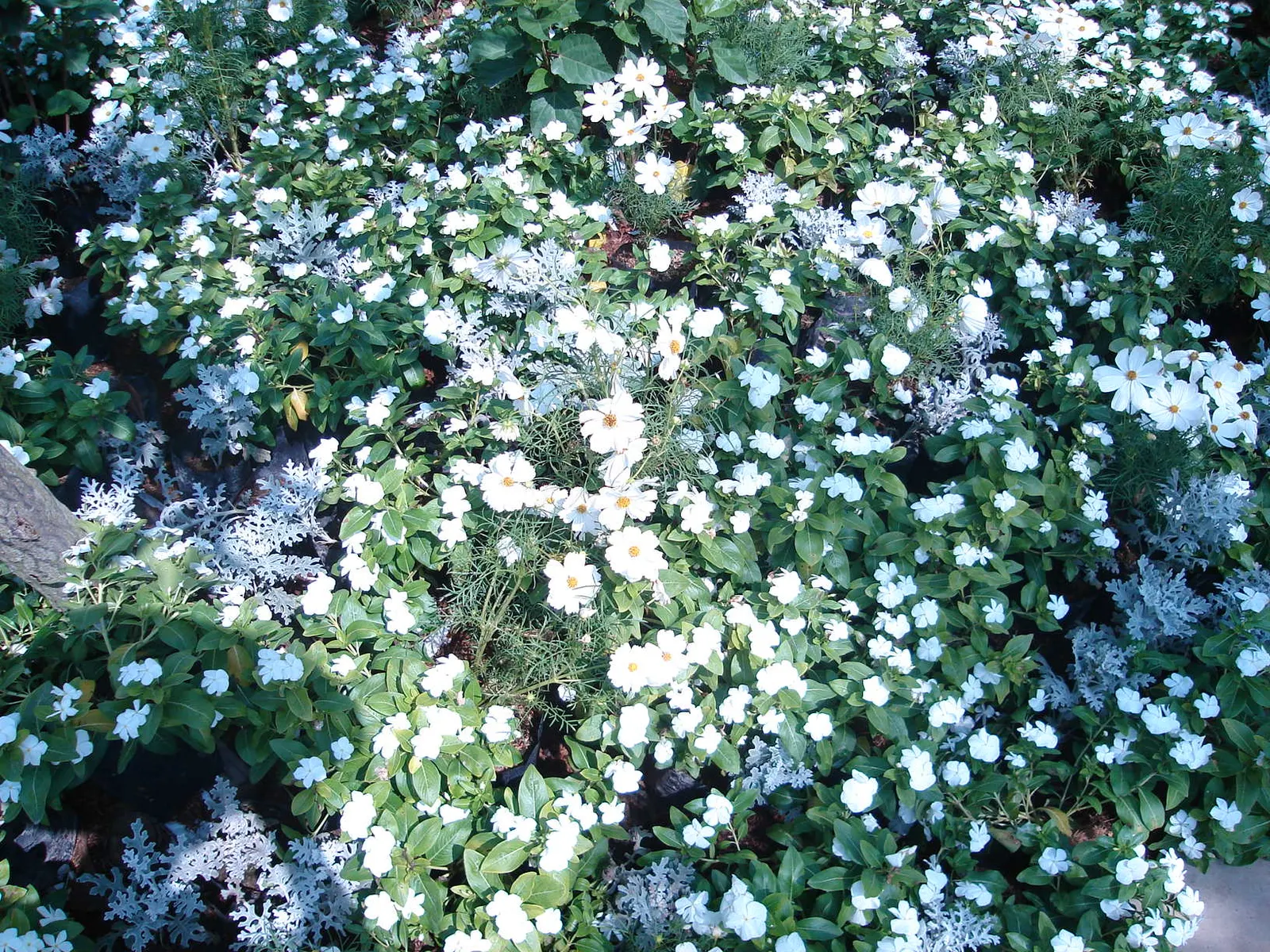 Vinca Rosea, Madagascar Periwinkle (Catharanthus Roseus) — also known as Catharanthus roseus or Madagascar Periwinkle; thriving in full sun to, image 45