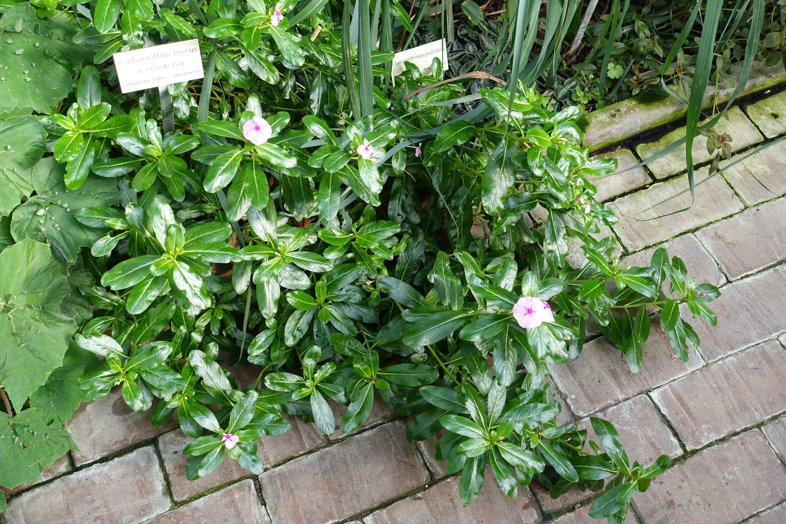 Vinca Rosea, Madagascar Periwinkle (Catharanthus Roseus) — ground cover / perennial with multi-colored and pink and white blooms; preferring full sun to
