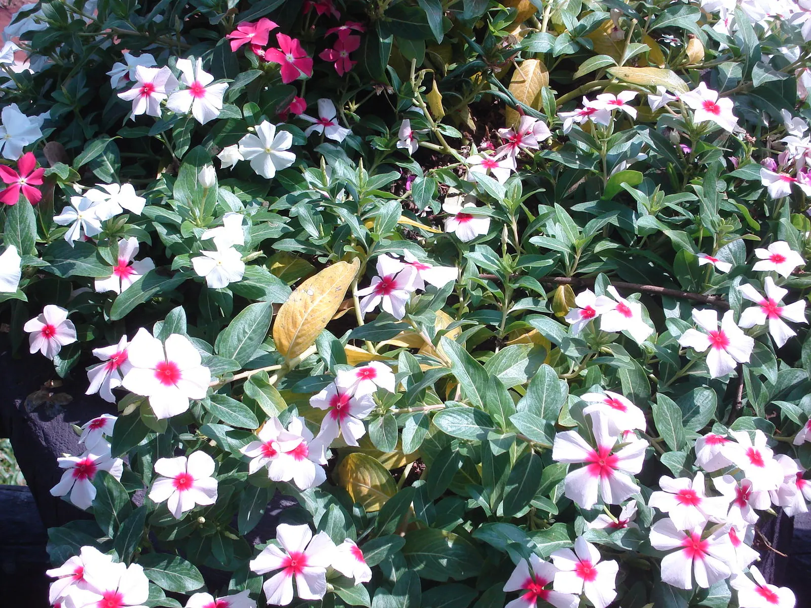 Vinca Rosea, Madagascar Periwinkle (Catharanthus Roseus) — multi-colored and pink and white flowers in the garden; this low-maintenance plant is, image 108