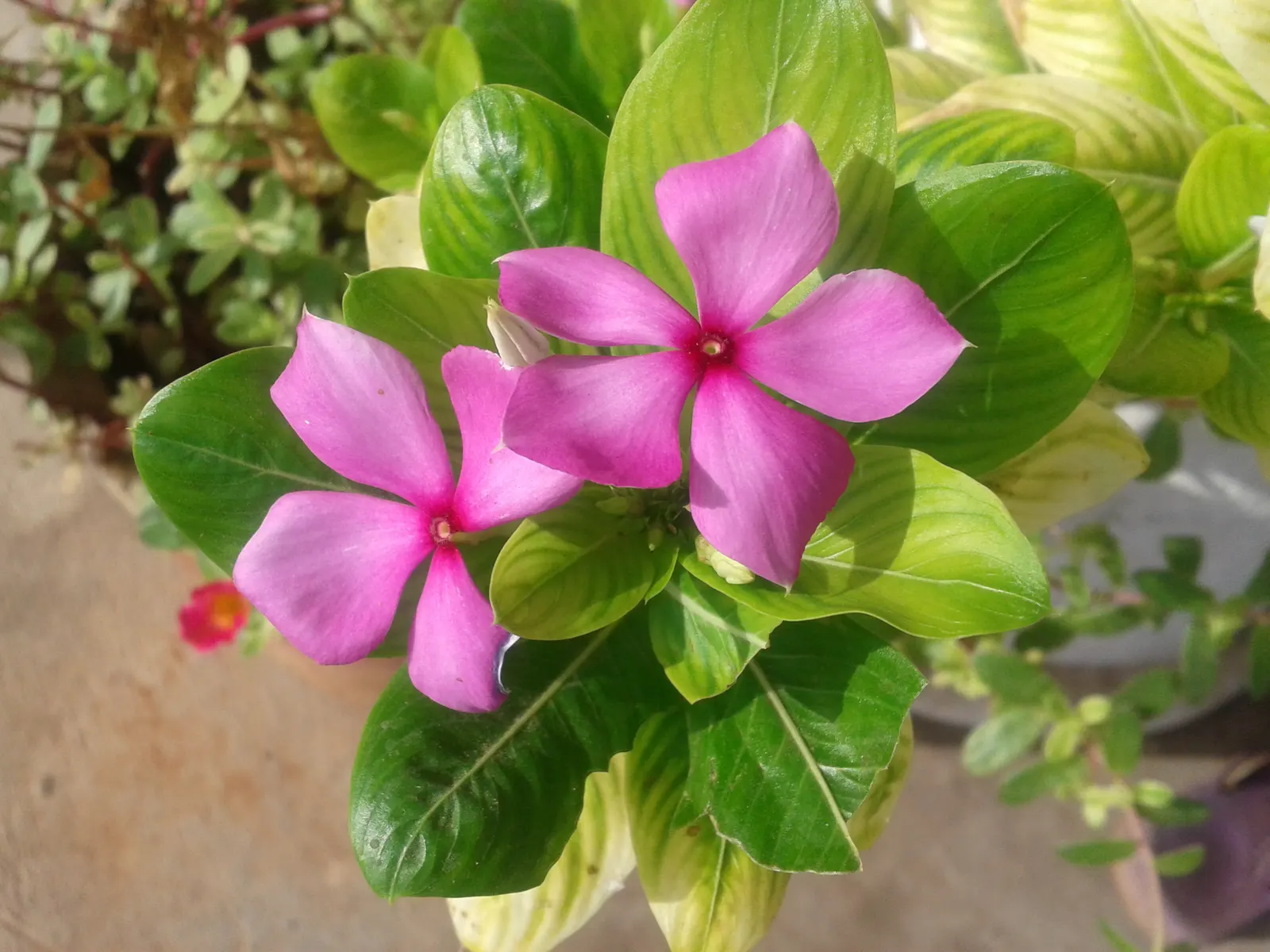 Vinca Rosea, Madagascar Periwinkle (Catharanthus Roseus) — ground cover / perennial with multi-colored and pink and white blooms; preferring full, image 109