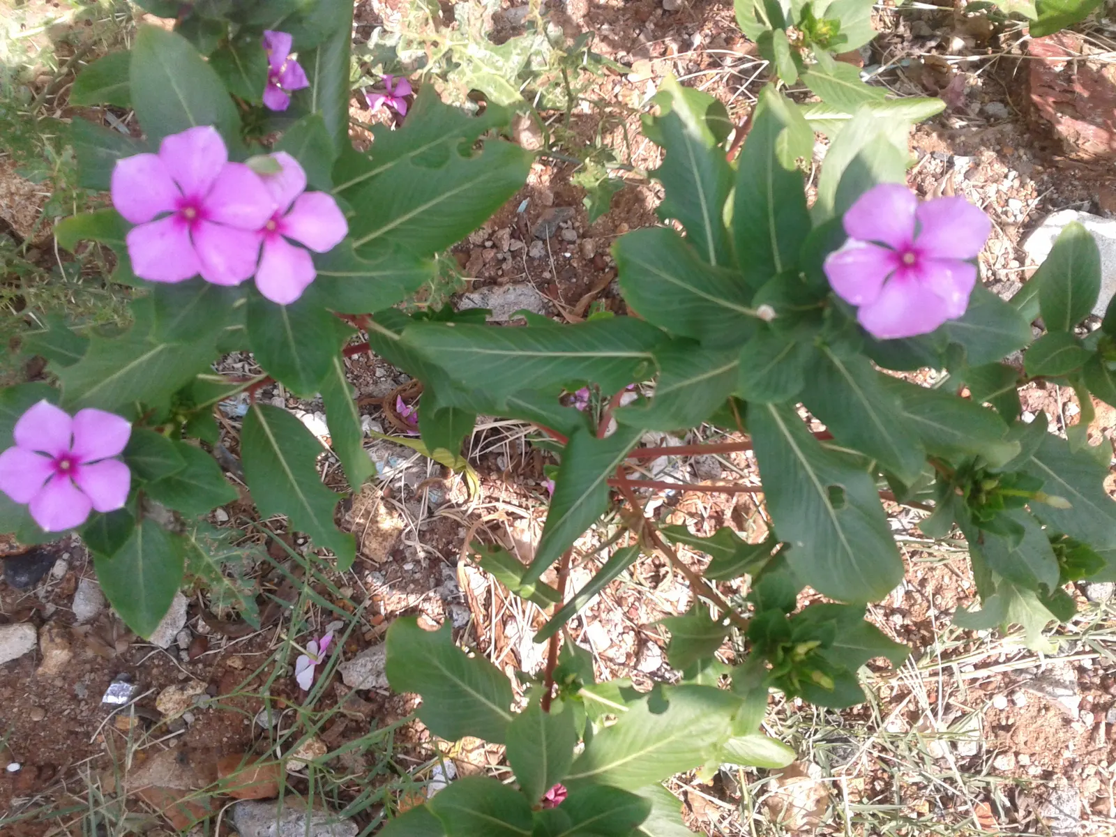 Vinca Rosea, Madagascar Periwinkle (Catharanthus Roseus) — also known as Catharanthus roseus or Madagascar Periwinkle; thriving in full sun to, image 111