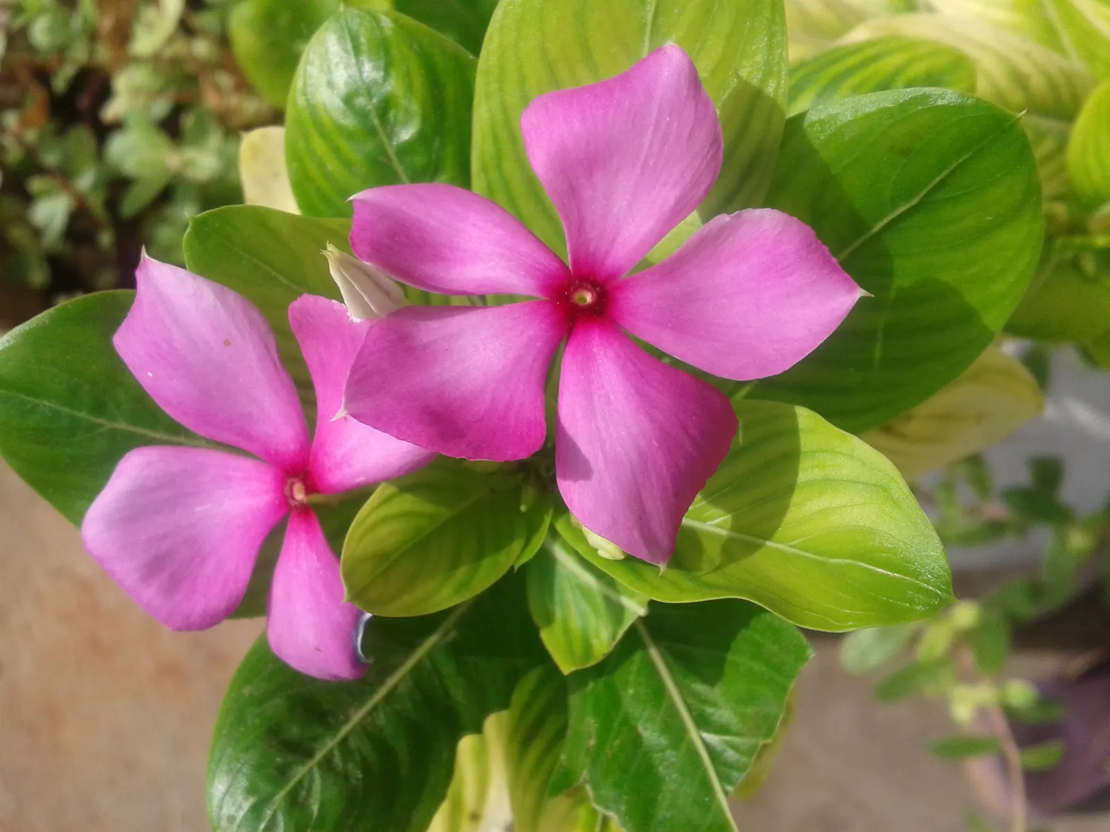 Vinca Rosea, Madagascar Periwinkle (Catharanthus Roseus) — The Vinca Rosea flourishes in well-drained soils and is relatively drought-tolerant