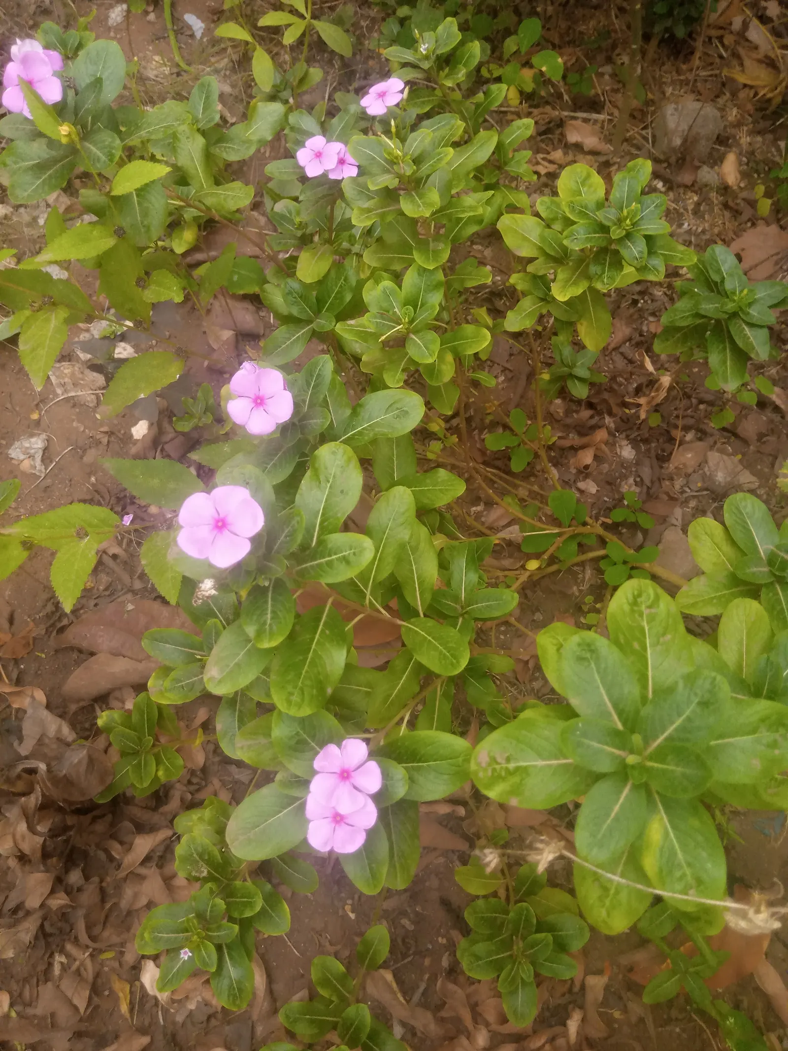 Vinca Rosea, Madagascar Periwinkle (Catharanthus Roseus) — promoting healthy growth.<br><br>The blooms come in a range of hues including