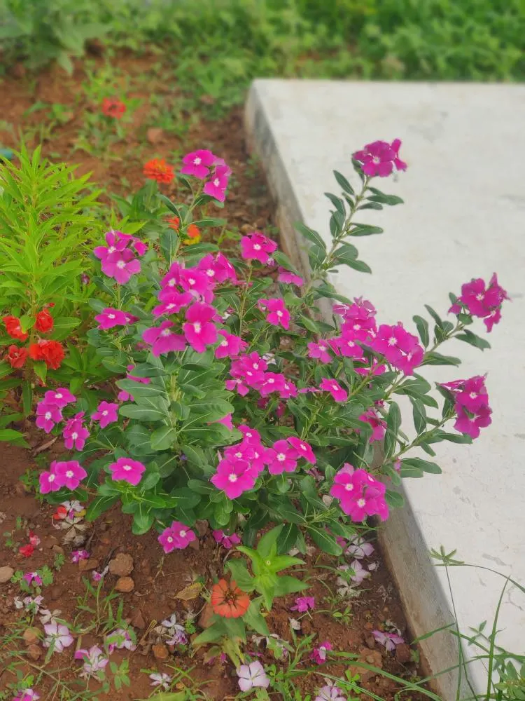 Vinca Rosea, Madagascar Periwinkle (Catharanthus Roseus) — It's drought-resistant once established; evergreen perennial showcasing glossy, image 51