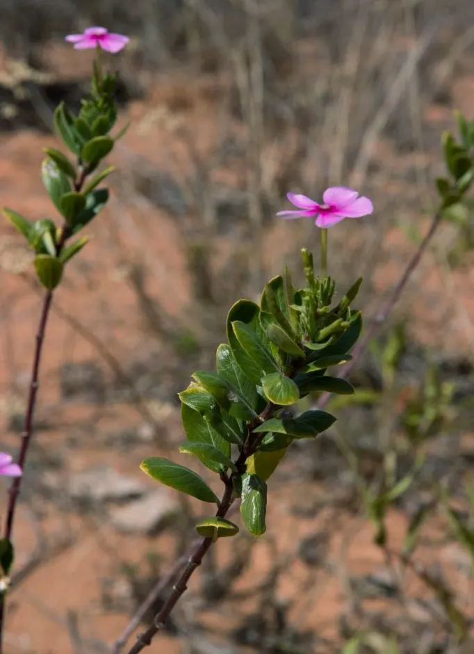 Vinca Rosea, Madagascar Periwinkle (Catharanthus Roseus) — Thriving in full sun to partial shade, it reaches up to 18 inches in height and spreads 18 inches
