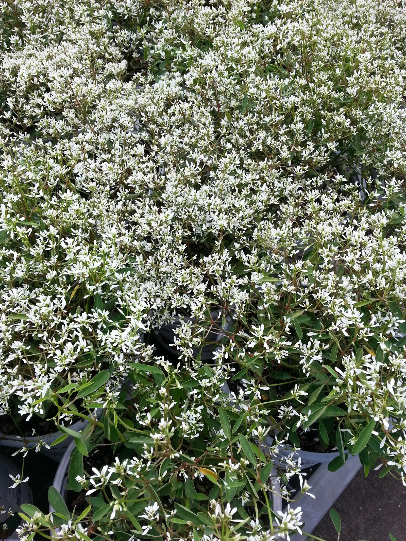 Diamond Frost® Euphorbia — while countless delicate flowers hover above the plant from planting time until frost; so sensitive gardeners may prefer, image 287