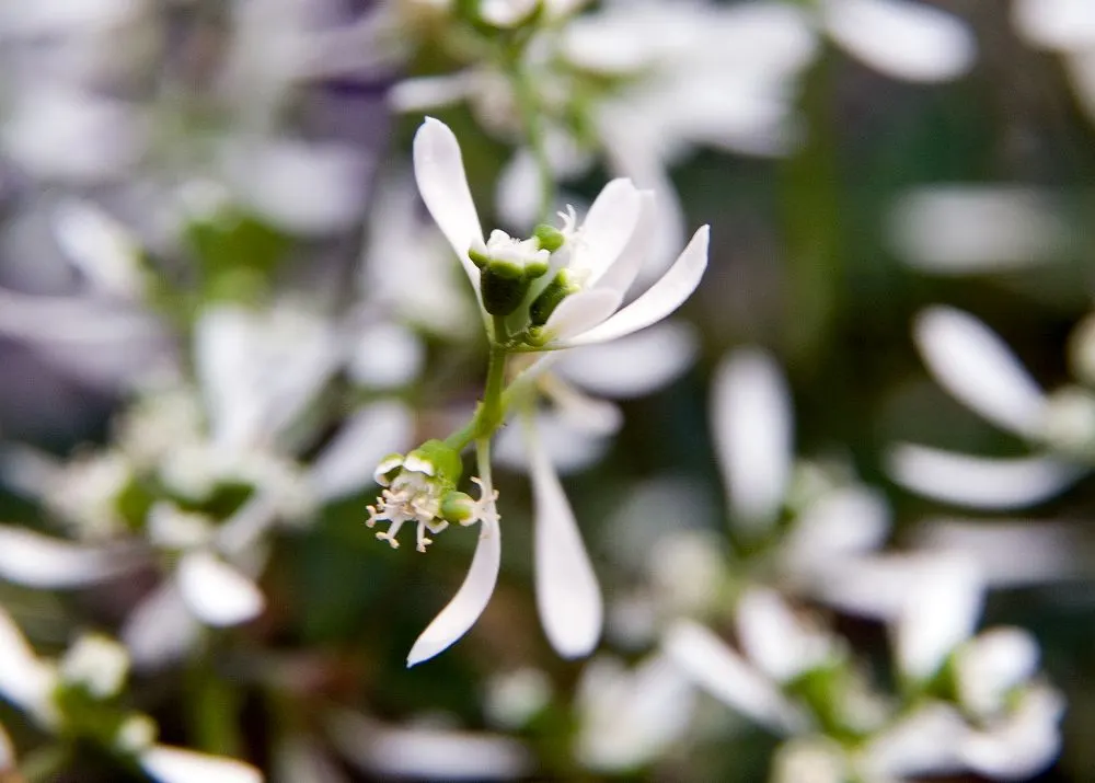 Diamond Frost® Euphorbia — stems may exude a milky latex sap; and no deadheading—the spent blooms simply disappear into the plant’s self-cleaning, image 269