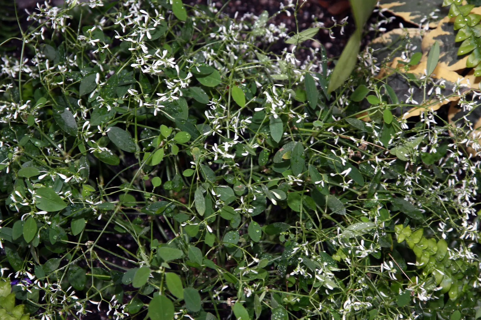 Diamond Frost® Euphorbia — is a mounded annual from the Proven Winners® collection prized for its cloudlike veil of tiny white blooms; though it, image 286