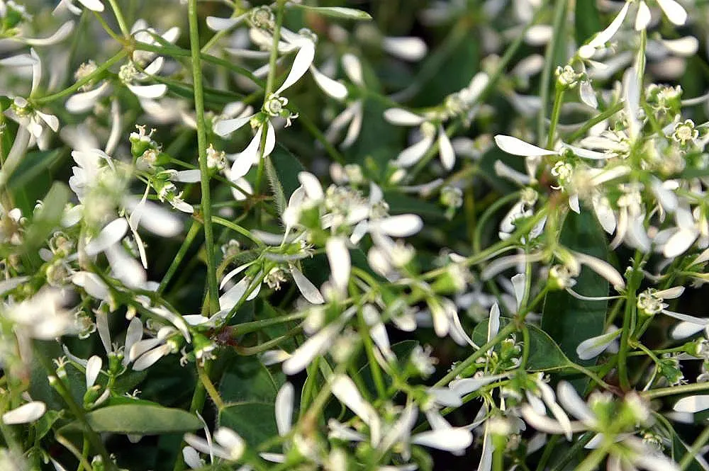Diamond Frost® Euphorbia — Hardy in USDA Zones 10-11; lighten dark-leaved heuchera, image 283