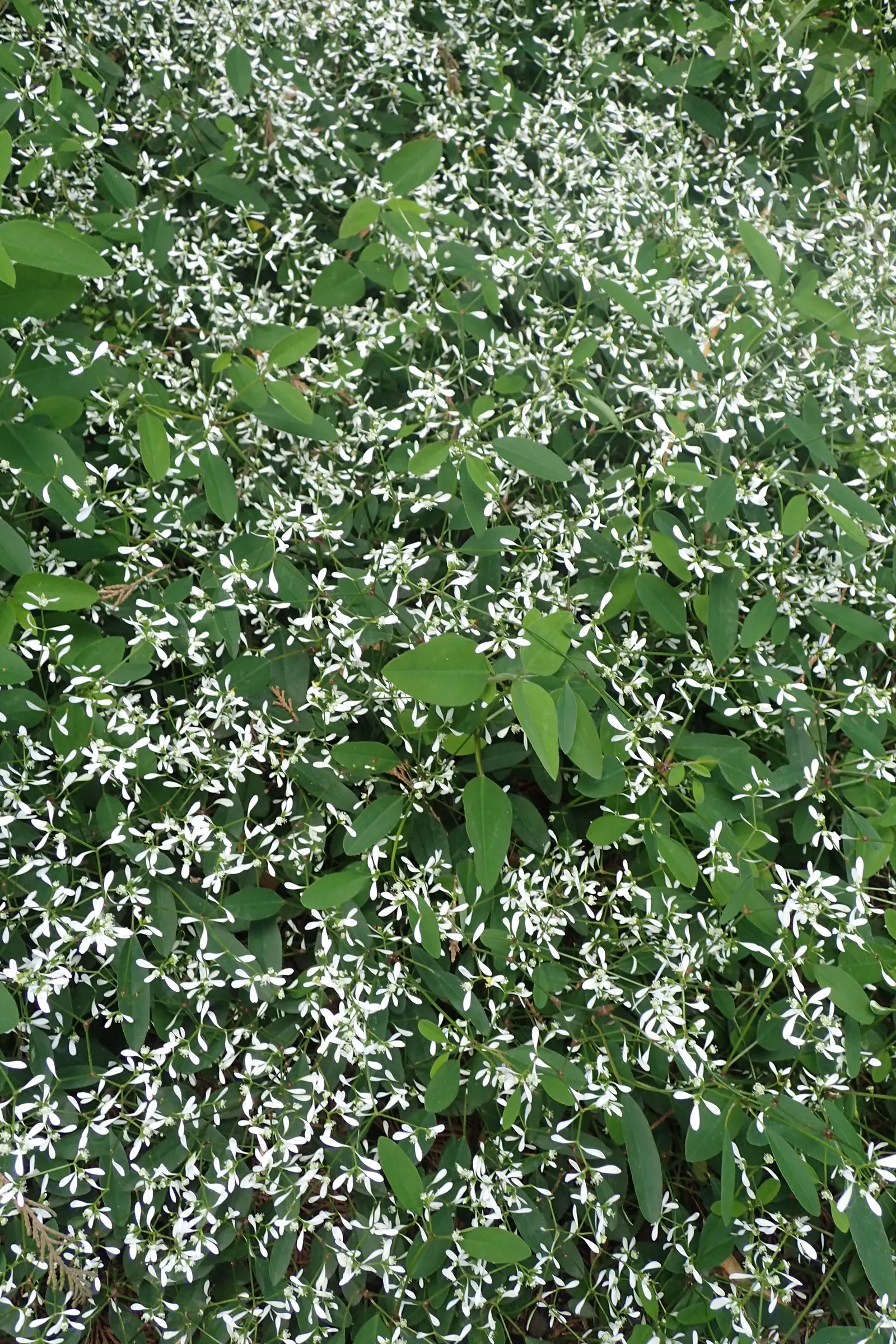 Diamond Frost® Euphorbia — annual for full or half; and season-long brightness without demanding attention, image 279