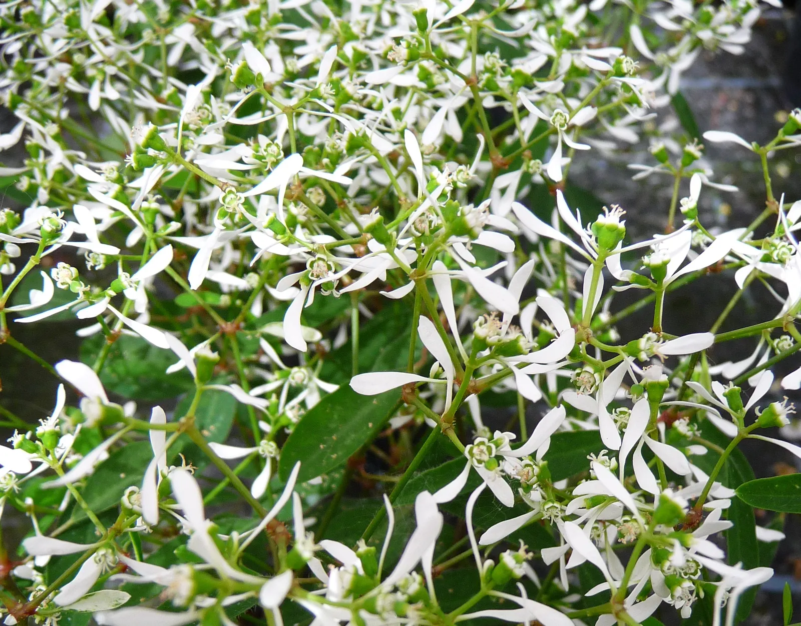 Diamond Frost® Euphorbia — well-drained soil and moderate water; it asks for average water, image 282