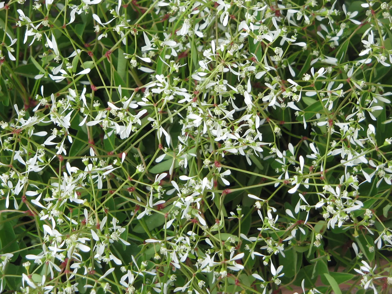 Diamond Frost® Euphorbia — annual with white blooms; stems may exude a milky latex sap, image 278