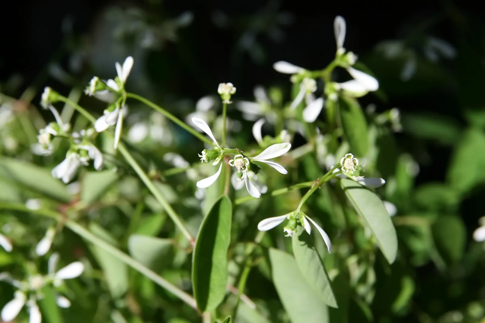 Diamond Frost® Euphorbia — but is grown as a dependable annual across most regions; or weave through annual grasses and trailing plants in urns, image 292