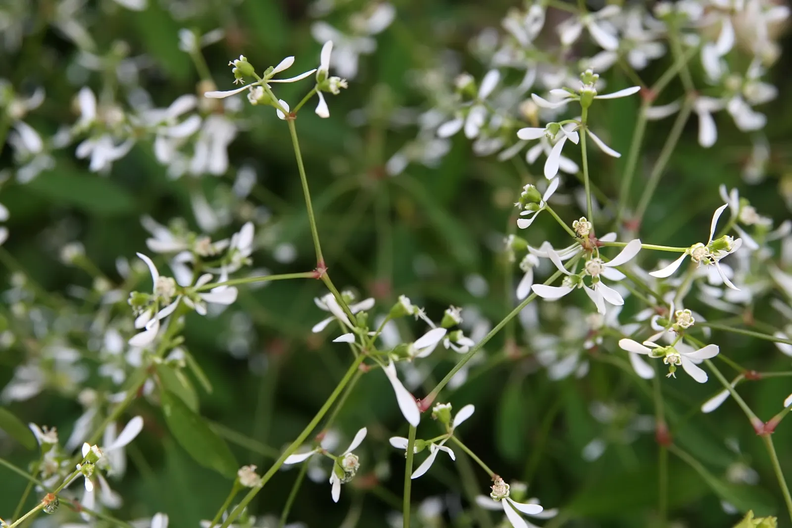 Diamond Frost® Euphorbia — hardy in USDA Zones 10a through 11b; little fertilizer in garden beds, image 291