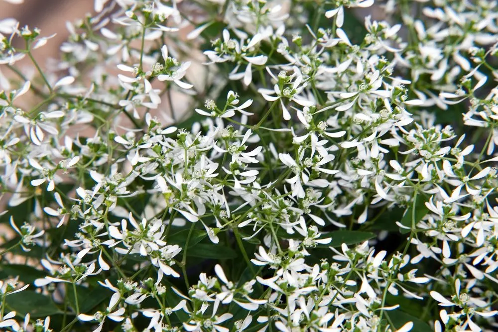 Diamond Frost® Euphorbia — and no deadheading—the spent blooms simply disappear into the plant’s self-cleaning habit; but is grown as a dependable, image 268