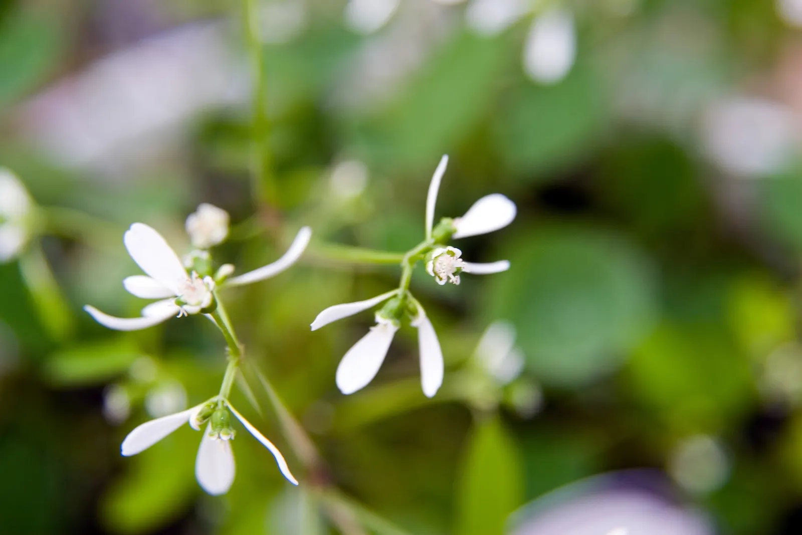 Diamond Frost® Euphorbia — Use it to soften bold petunias; with a rounded habit that can gently billow or cascade at the edges of containers, image 272