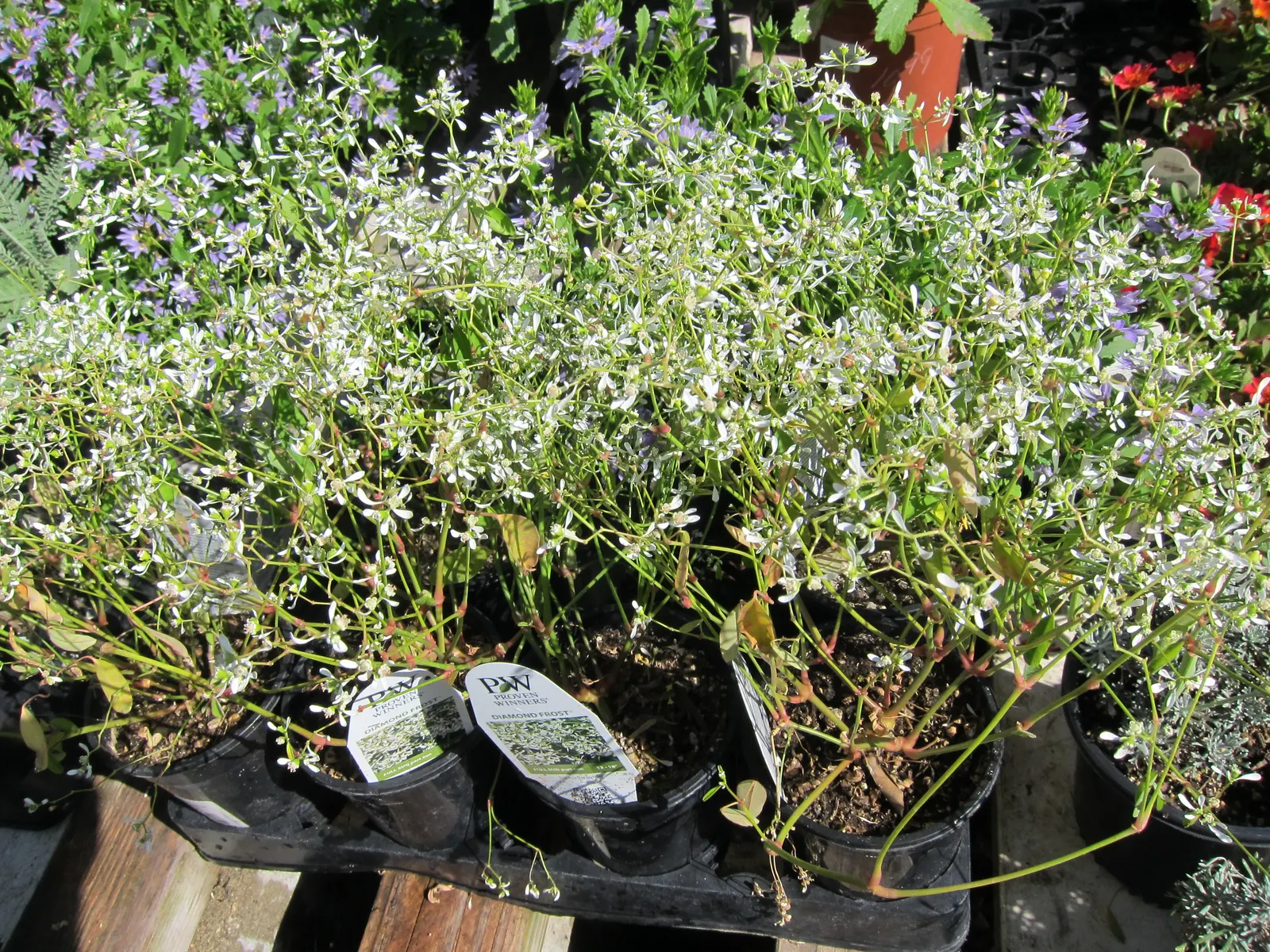 Diamond Frost® Euphorbia — lighten dark-leaved heuchera; average, well-drained soil is sufficient, and once established it is impressively heat and, image 273