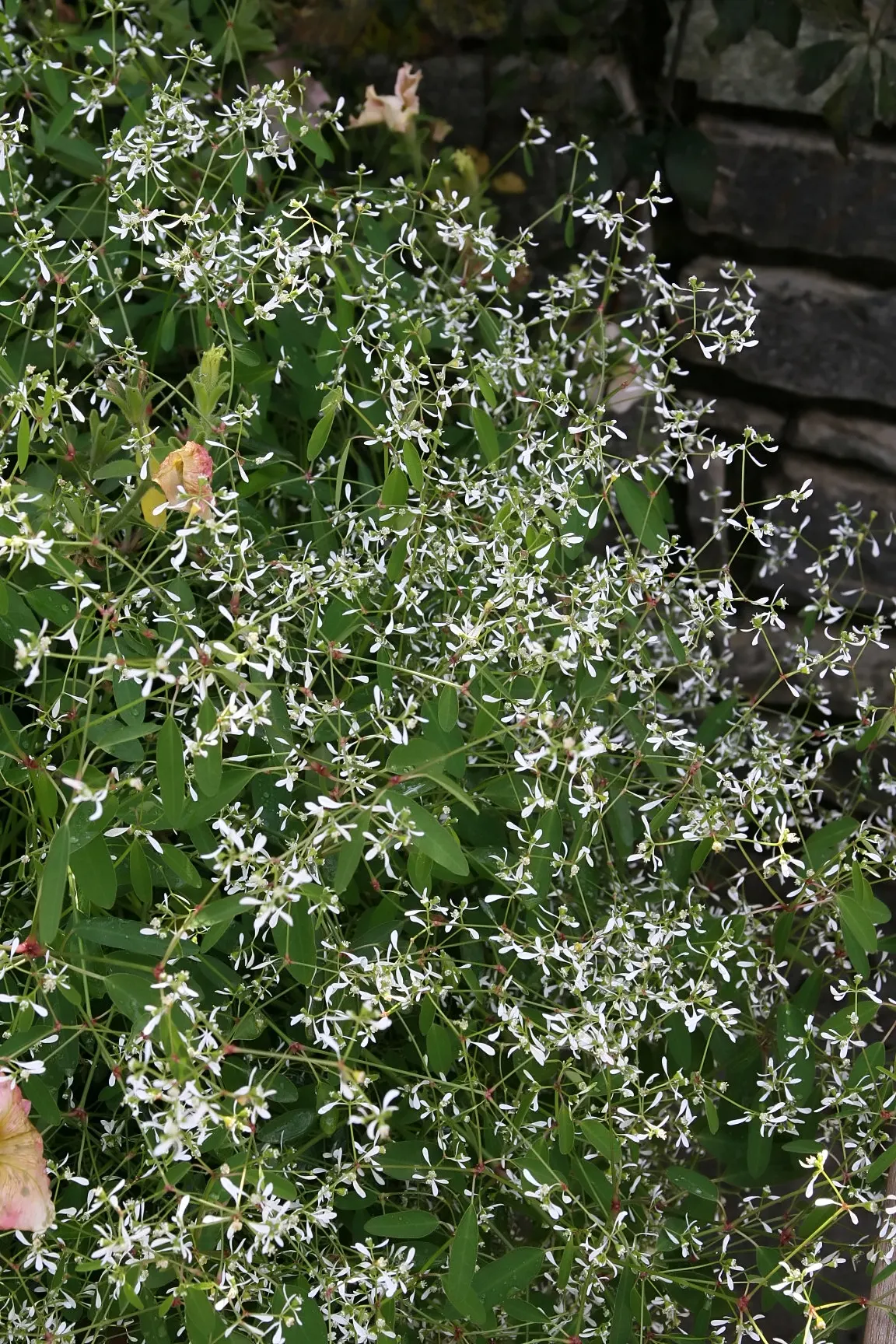 Diamond Frost® Euphorbia — Gardeners often note that it looks far more fragile than it behaves; best in part sun to sun with average, image 293