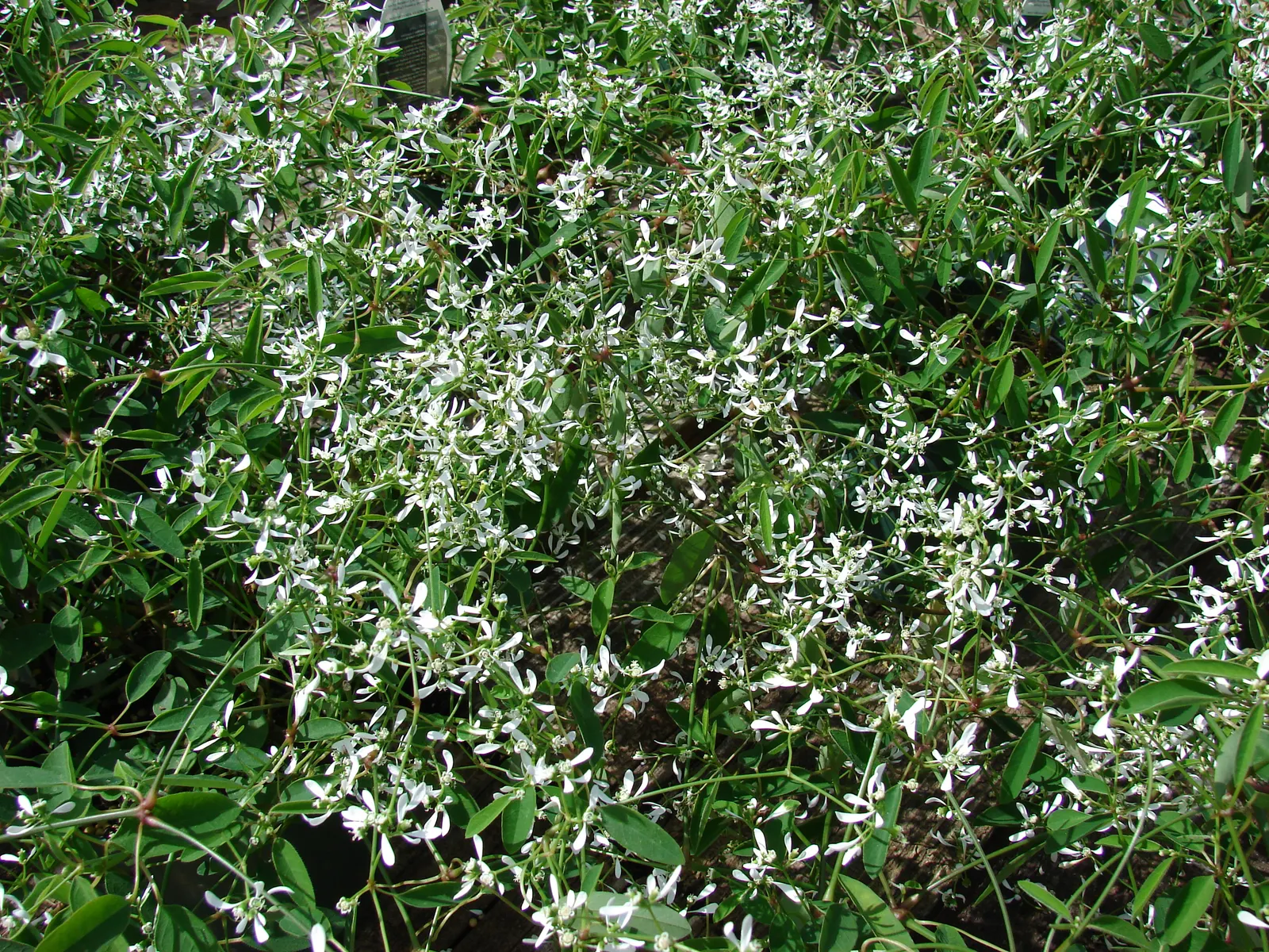 Diamond Frost® Euphorbia — Diamond Frost® typically matures to 12 to 18 inches tall and wide; white flowers in the garden, image 288