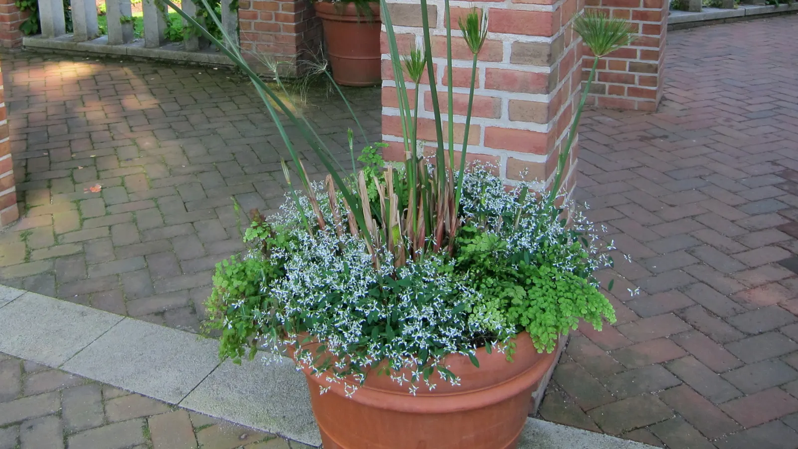 Diamond Frost® Euphorbia — little fertilizer in garden beds; commonly referred to as Diamond Frost® Euphorbia, image 267