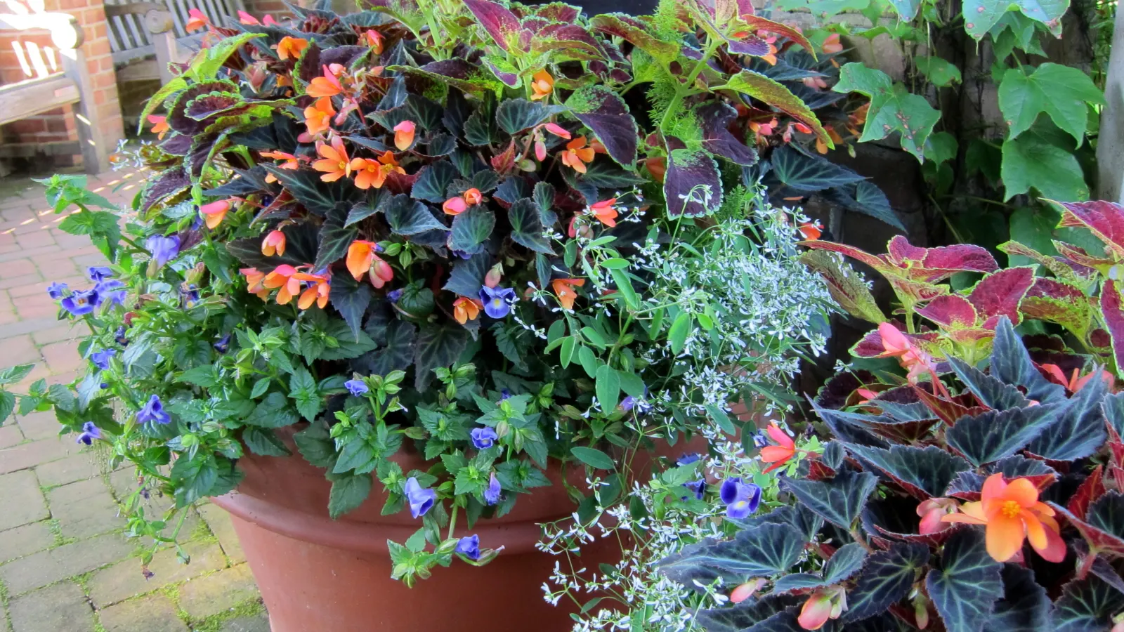 Diamond Frost® Euphorbia — white flowers in the garden; gardeners often note that it looks far more fragile than it behaves, image 277