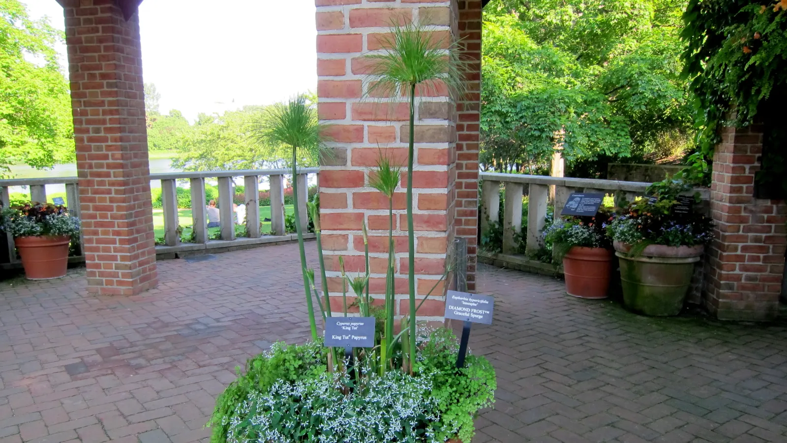 Diamond Frost® Euphorbia — so sensitive gardeners may prefer gloves when trimming.<br><br>In design work; it creates a luminous haze along edges, image 270
