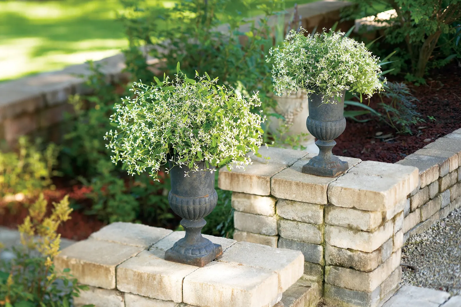 Diamond Frost® Euphorbia — little fertilizer in garden beds; commonly referred to as Diamond Frost® Euphorbia