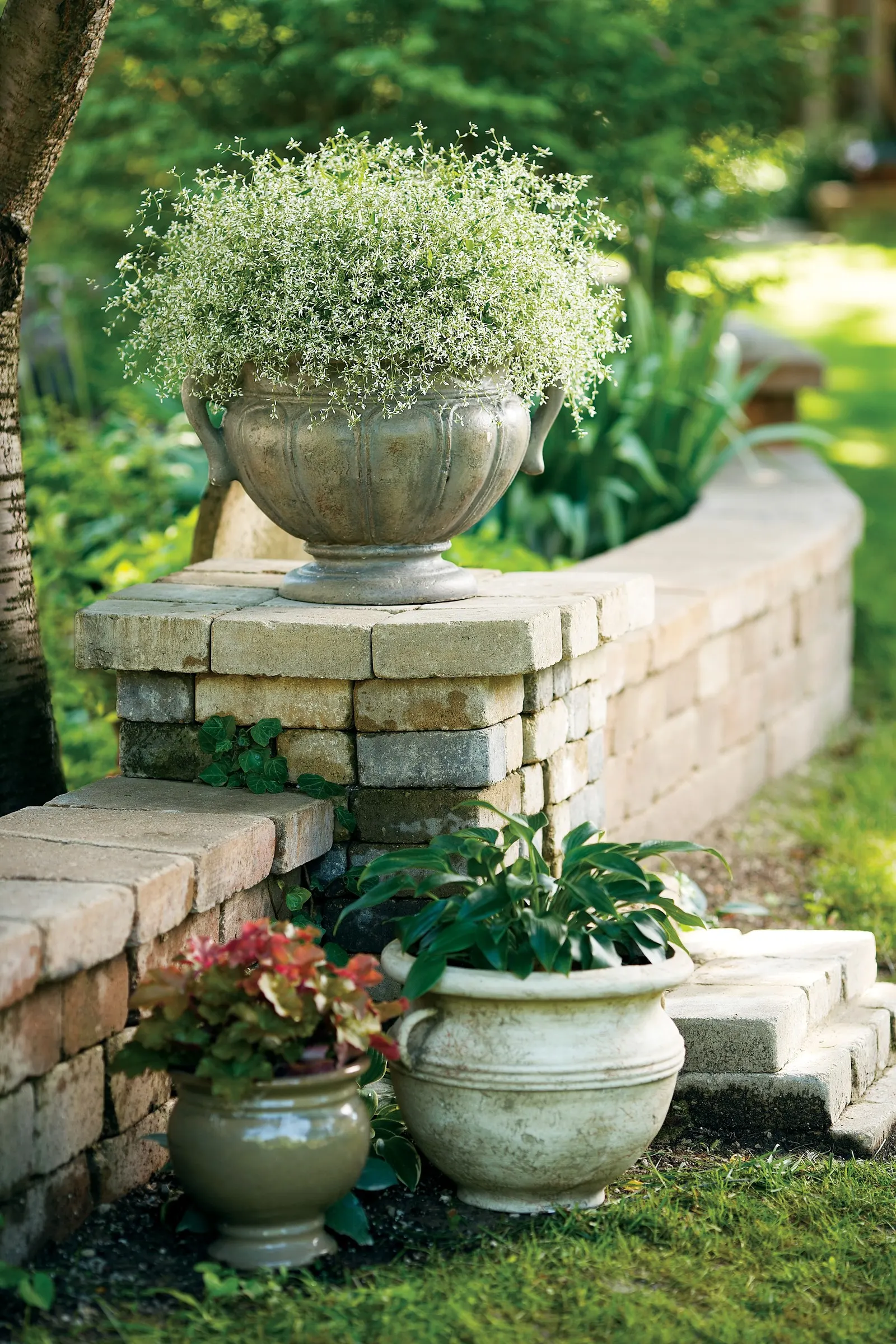 Diamond Frost® Euphorbia — with a rounded habit that can gently billow or cascade at the edges of containers