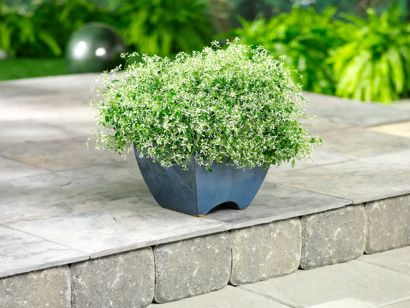 Diamond Frost® Euphorbia — Hardy in USDA Zones 10-11
