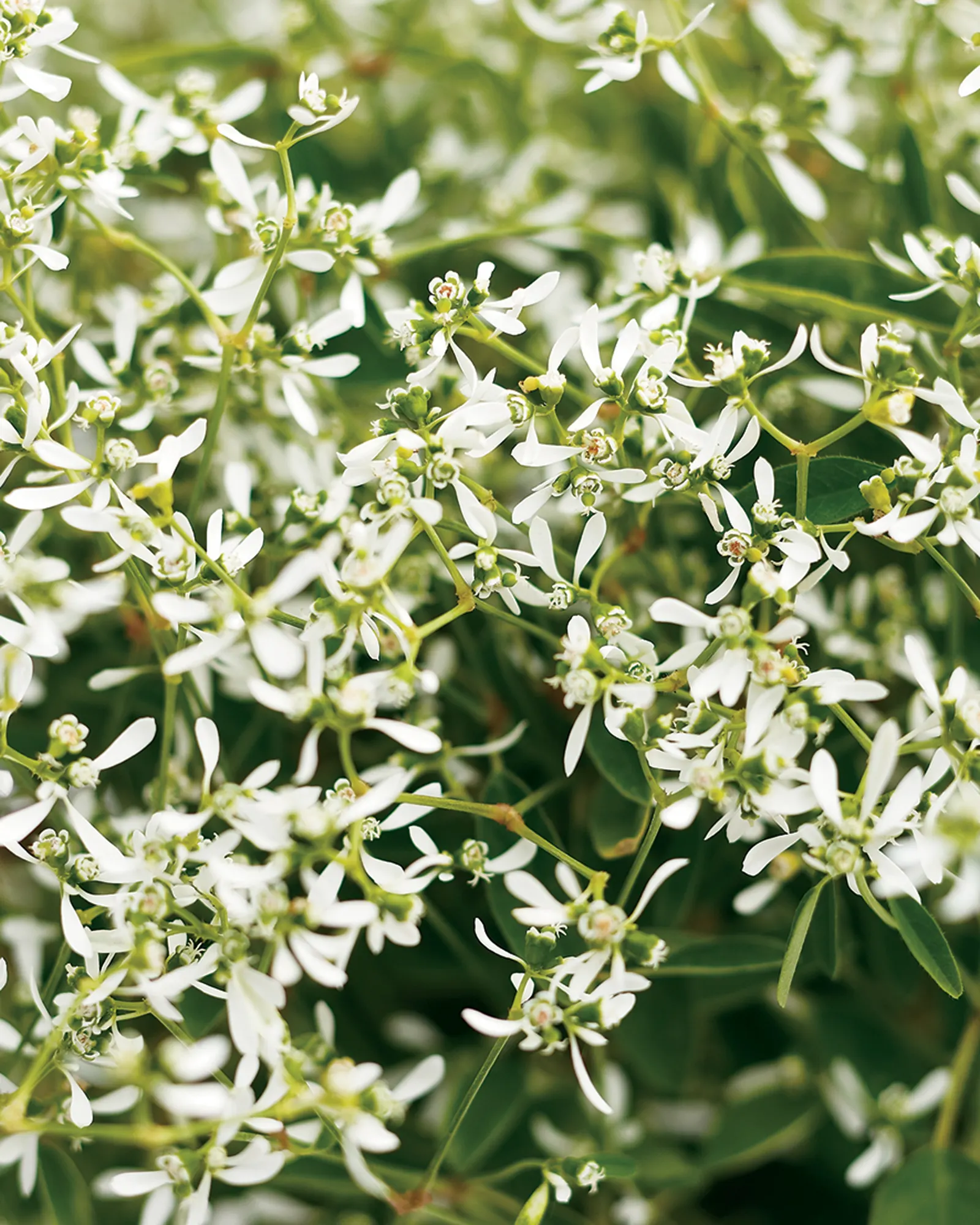 Diamond Frost® Euphorbia — Gardeners often note that it looks far more fragile than it behaves; best in part sun to sun with average, image 262