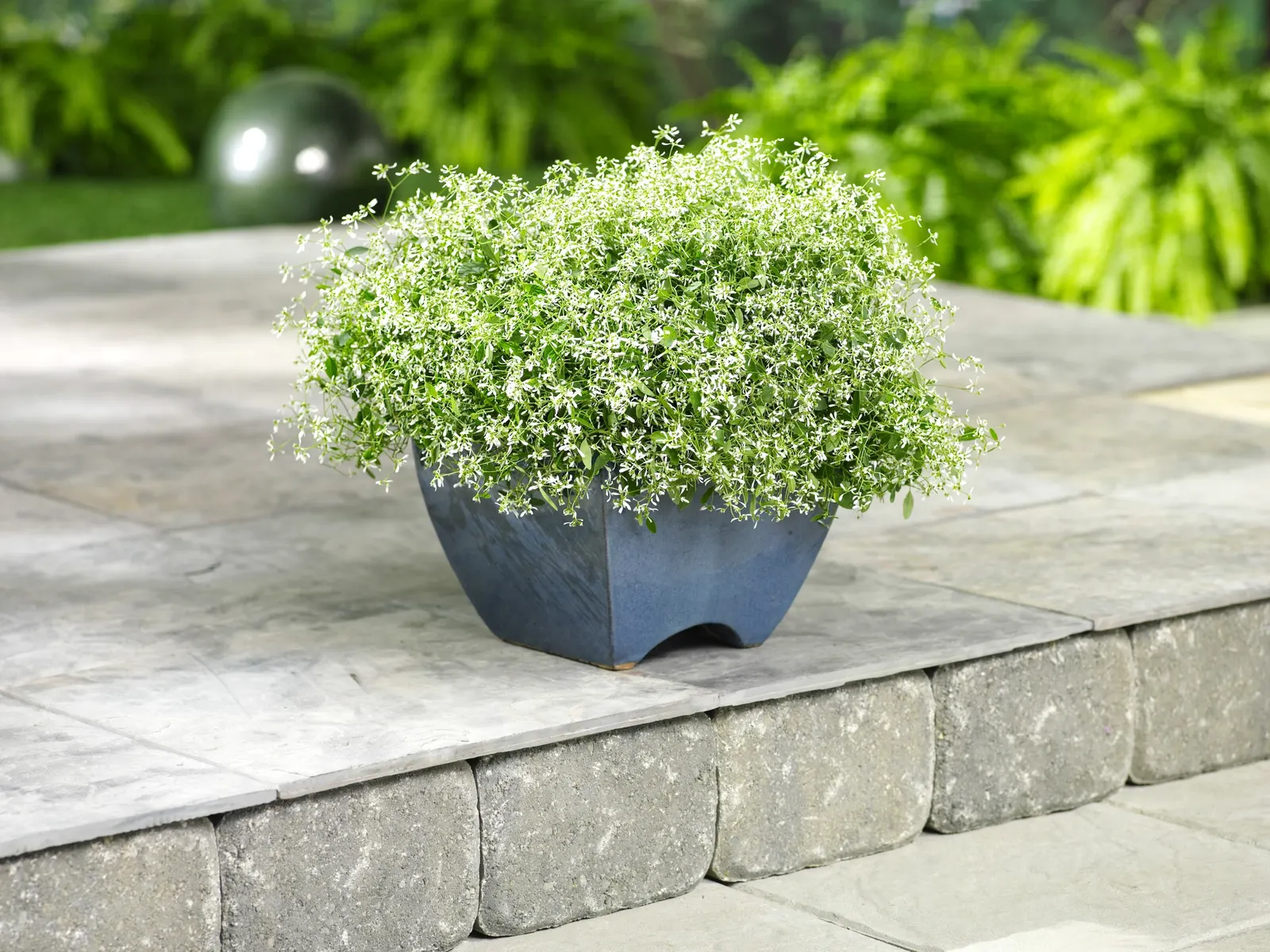 Diamond Frost® Euphorbia — It matures 12-18 inches tall and wide, creating a soft, baby's-breath effect; hardy in USDA Zones 10-11, image 63