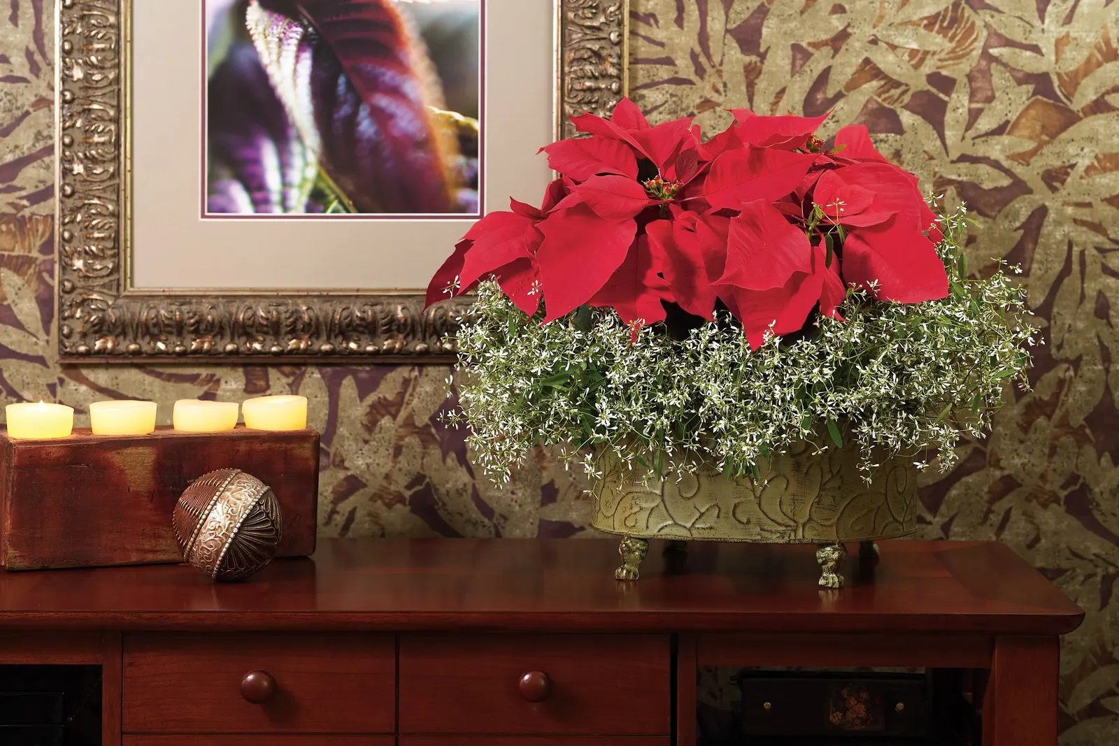 Diamond Frost® Euphorbia — Use it to soften bold petunias