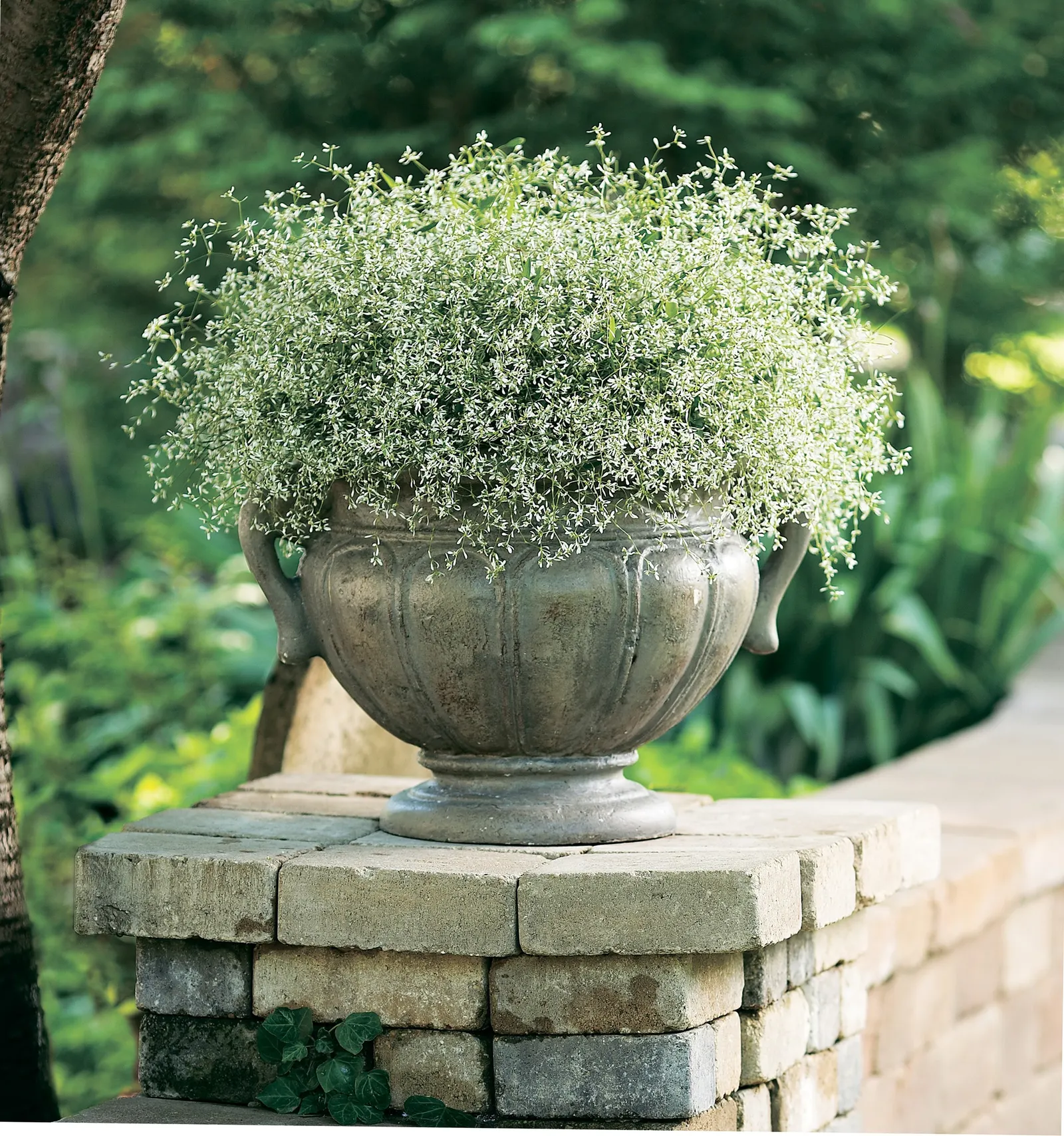 Diamond Frost® Euphorbia — It is perennial only in warm climates; hardy in USDA Zones 10a through 11b
