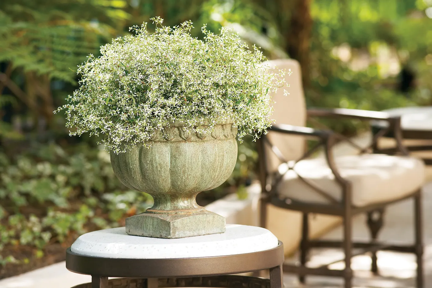 Diamond Frost® Euphorbia — annual for full or half; and season-long brightness without demanding attention