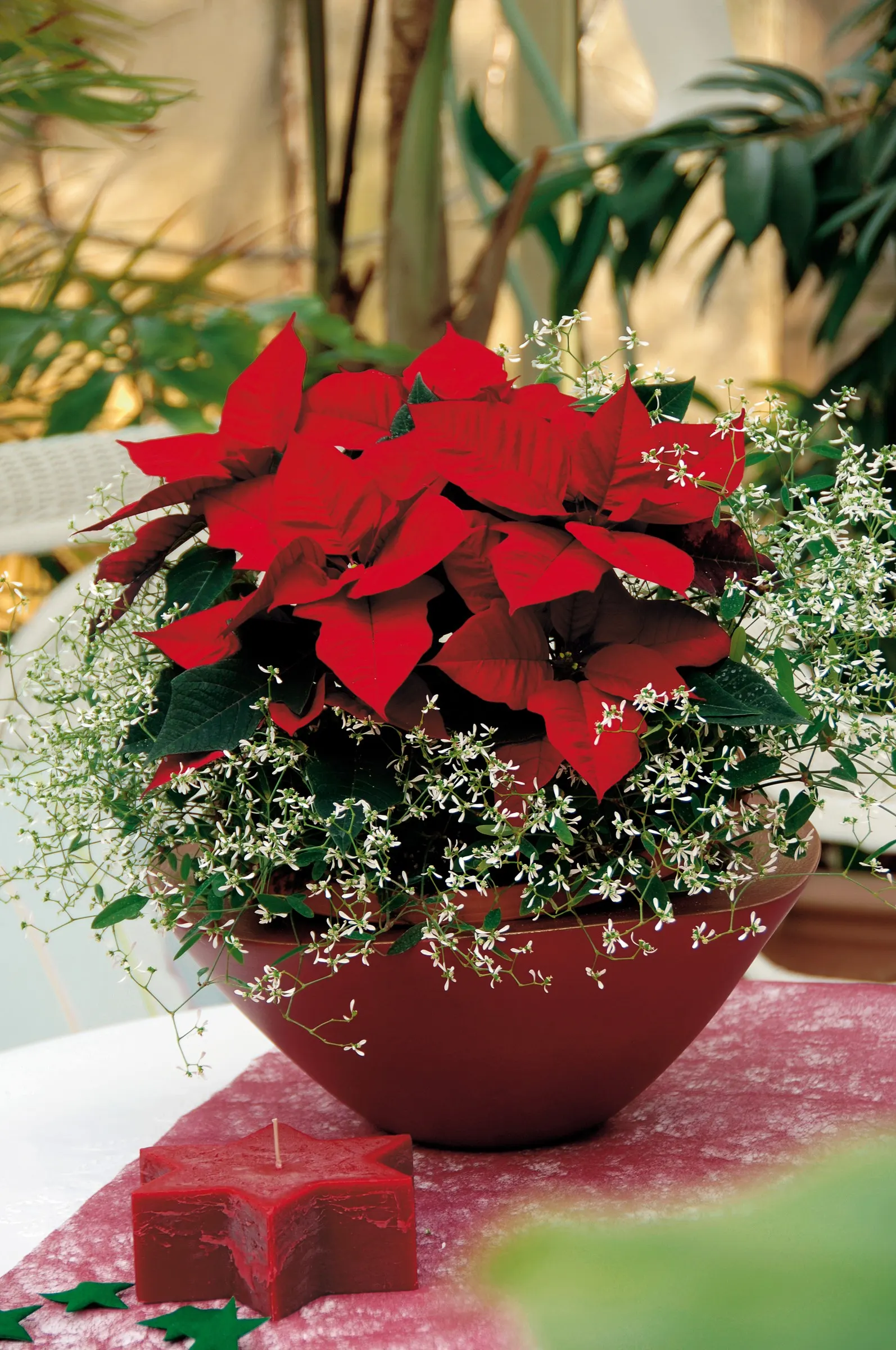 Diamond Frost® Euphorbia — Diamond Frost® typically matures to 12 to 18 inches tall and wide