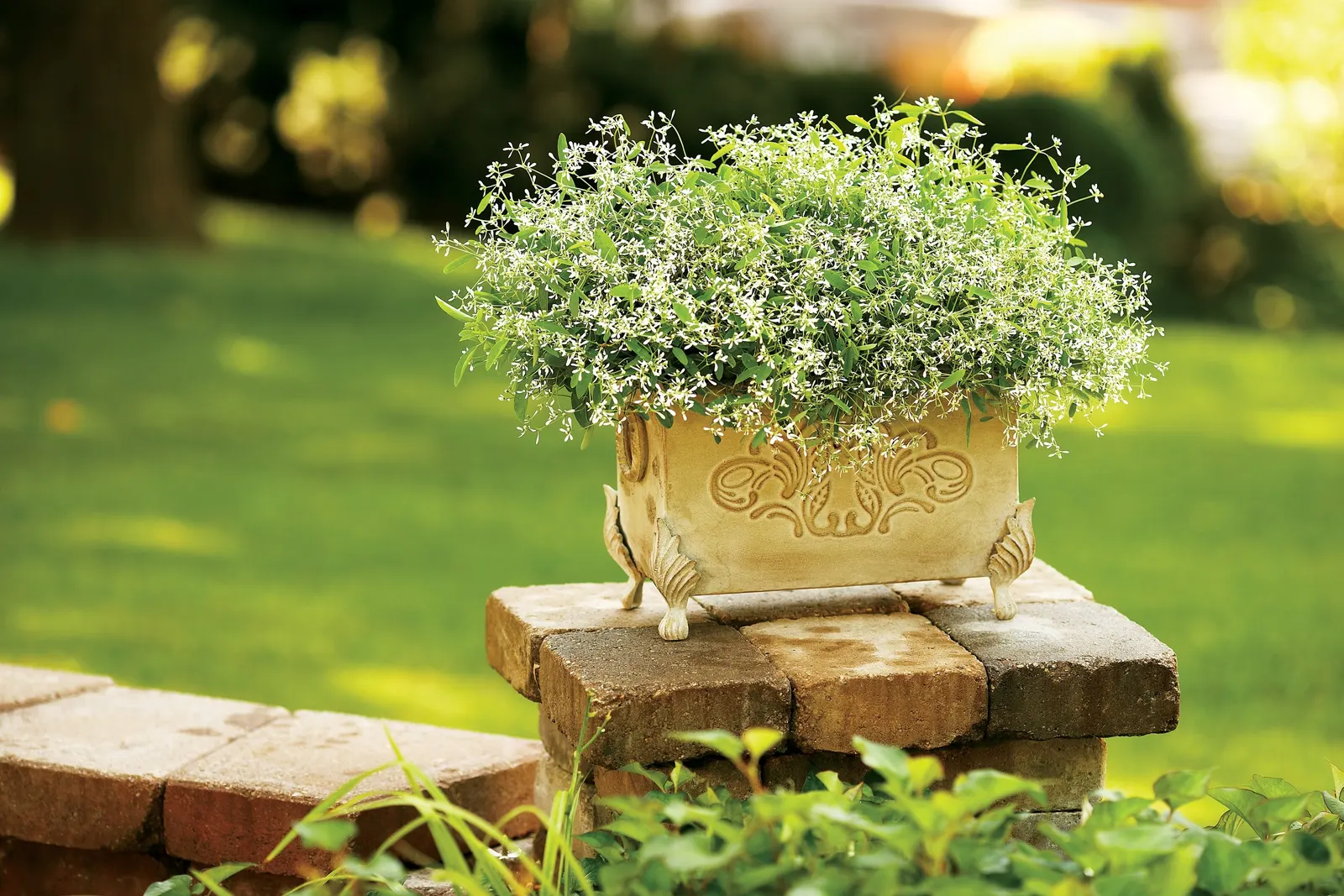 Diamond Frost® Euphorbia — so sensitive gardeners may prefer gloves when trimming.<br><br>In design work; it creates a luminous haze along edges and pathways