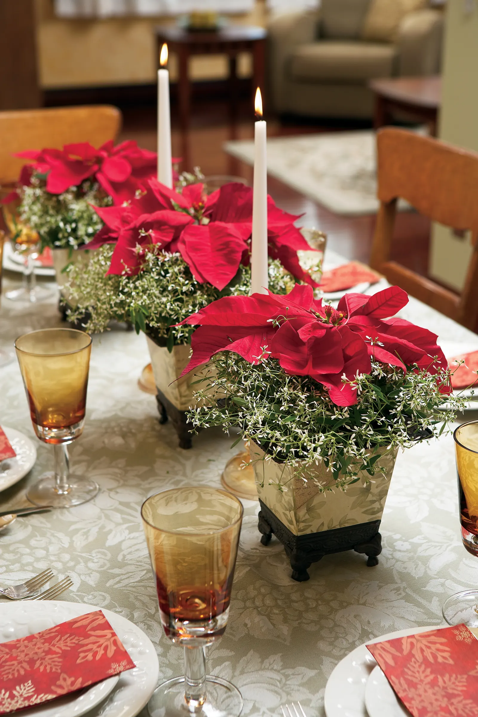 Diamond Frost® Euphorbia — stems may exude a milky latex sap