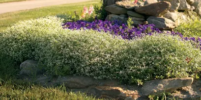 Diamond Frost® Euphorbia — well-drained soil and moderate water; it asks for average water, image 65