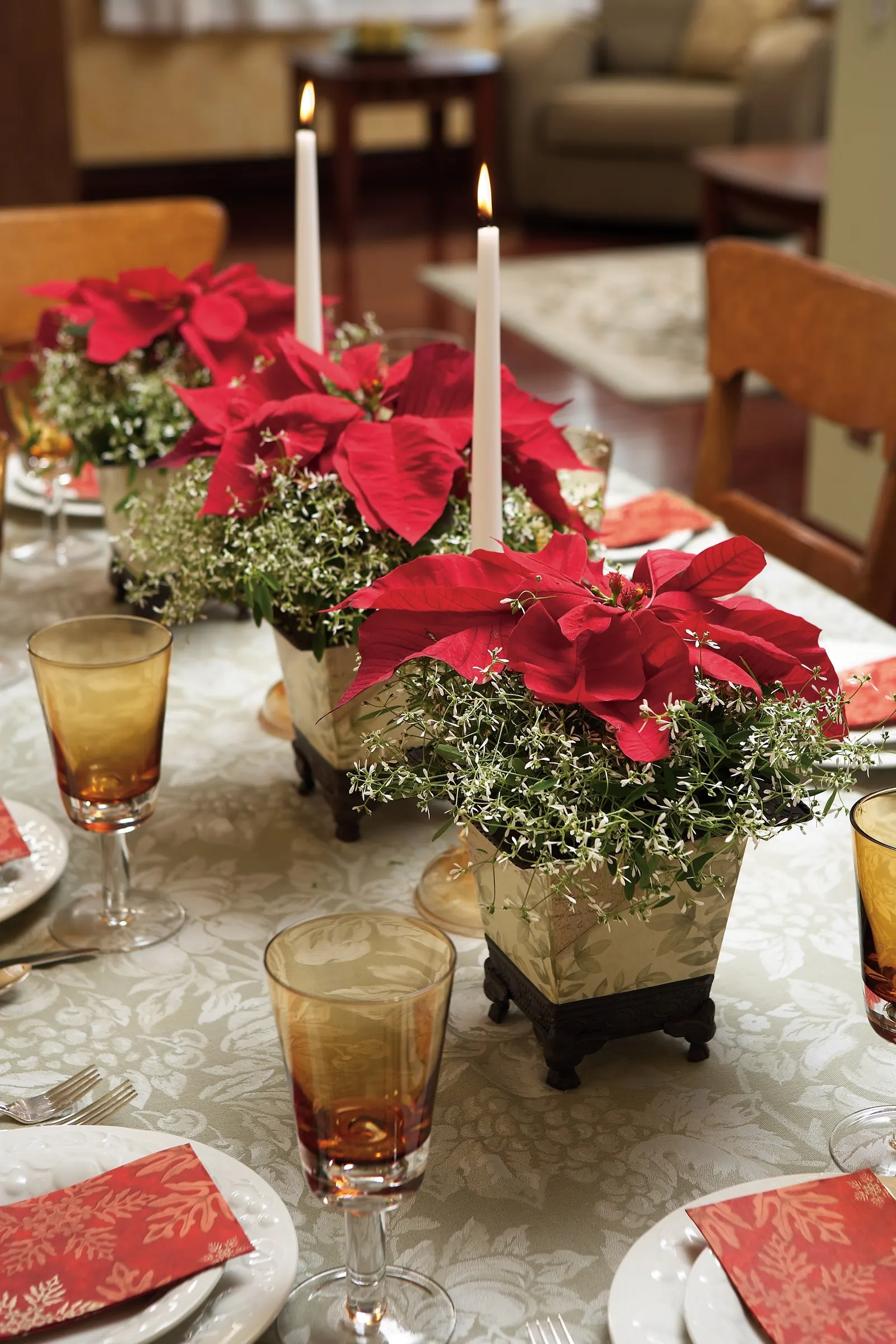 Diamond Frost® Euphorbia — is a mounded annual from the Proven Winners® collection prized for its cloudlike veil of tiny white blooms; though it can tolerate