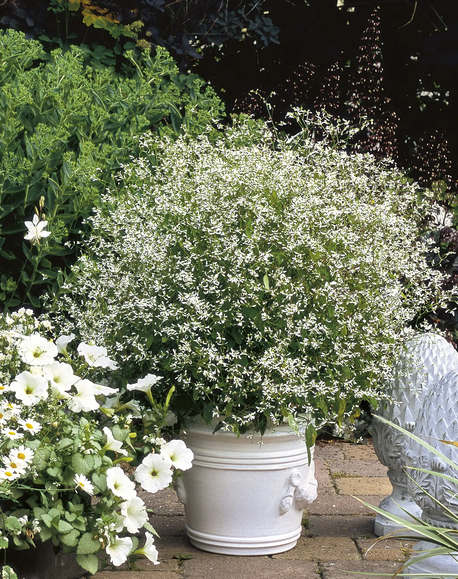 Diamond Frost® Euphorbia — but is grown as a dependable annual across most regions; or weave through annual grasses and trailing plants in urns, image 75
