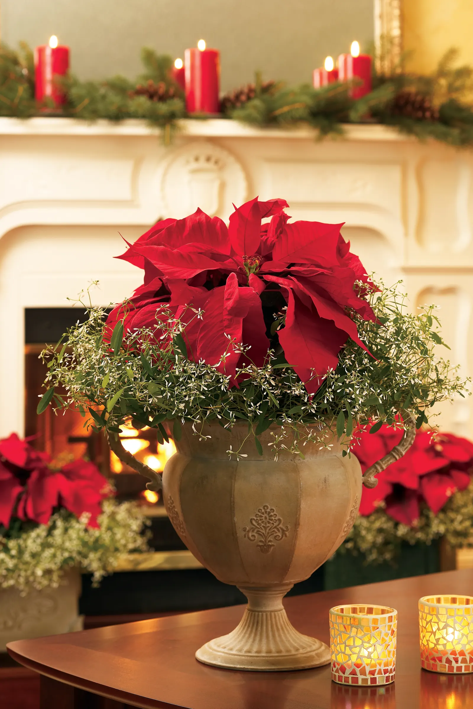 Diamond Frost® Euphorbia — annual with white blooms