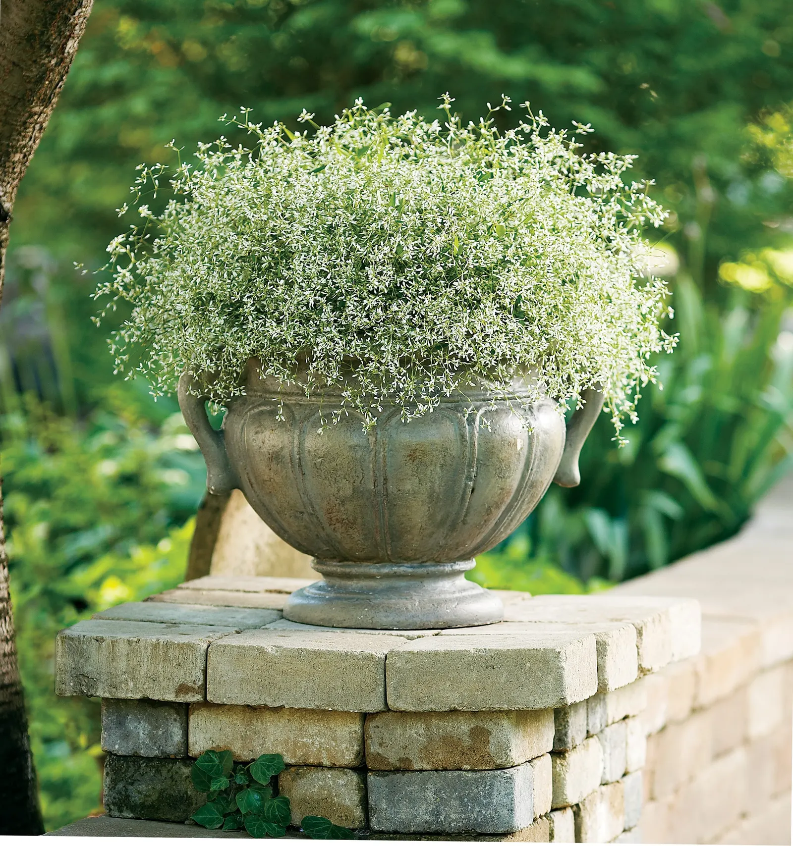 Diamond Frost® Euphorbia — Average, well-drained soil is sufficient, and once established it is impressively heat and drought tolerant