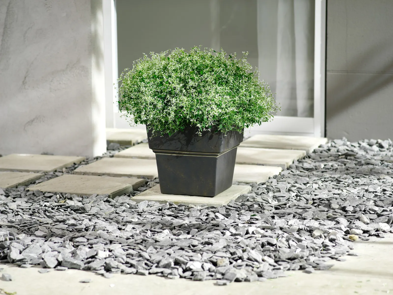 Diamond Frost® Euphorbia — Use it to soften bold petunias; with a rounded habit that can gently billow or cascade at the edges of containers