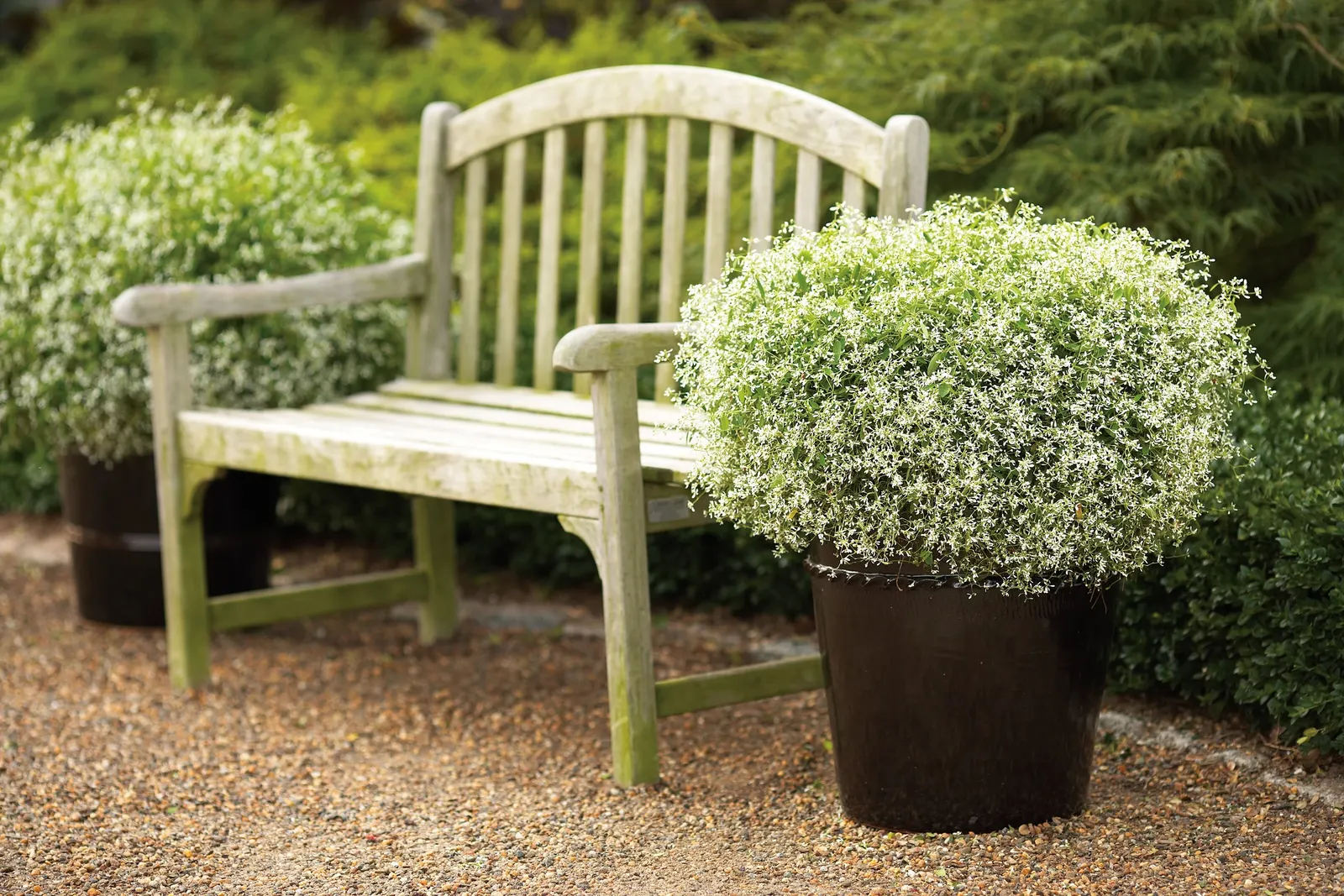 Diamond Frost® Euphorbia — It is perennial only in warm climates; hardy in USDA Zones 10a through 11b, image 73